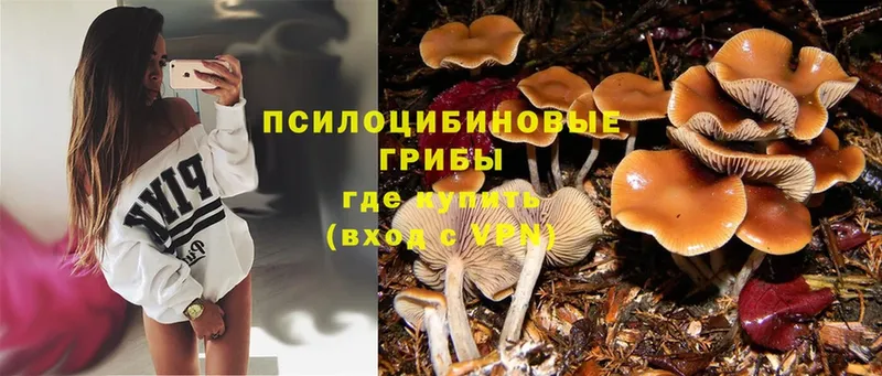 Псилоцибиновые грибы Magic Shrooms  Тавда 